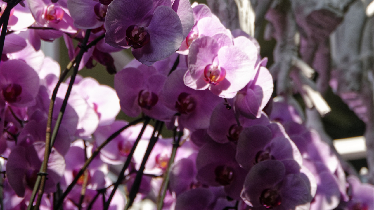 20140423 103439 Keukenhof Gardens, Lisse, South Holland, Netherlands